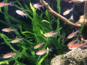 小型の美しい熱帯魚や植物 熱帯魚のmishima高岡店