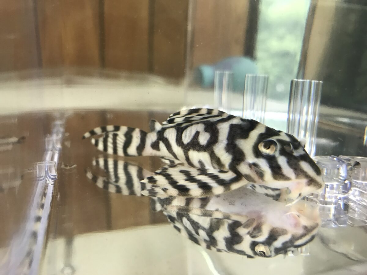 画像参加　エントリーNO023