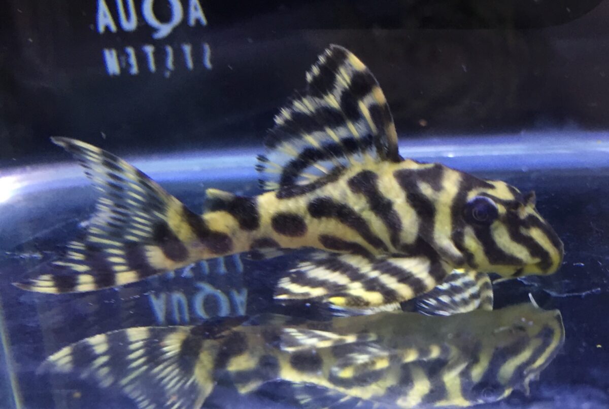 エントリーNO062