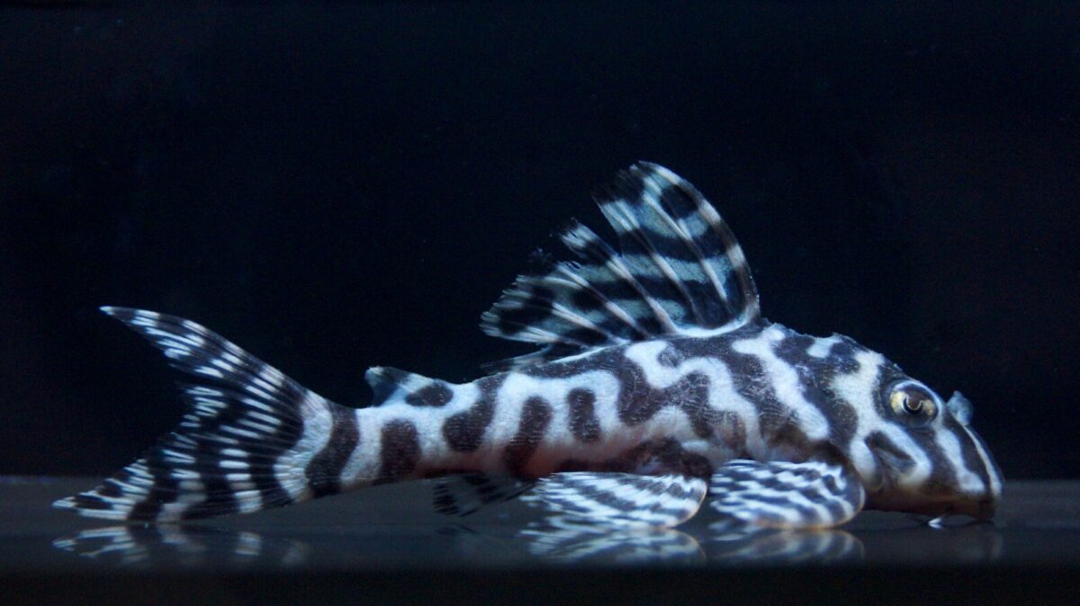 画像参加　エントリーNO050