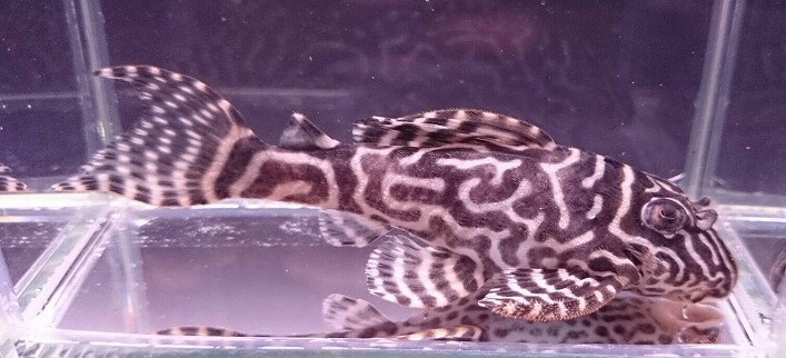 画像参加　エントリーNO078