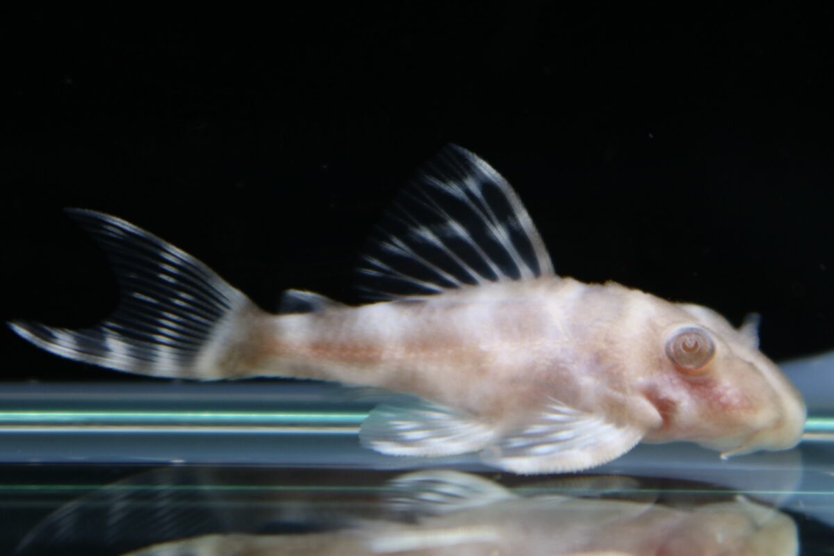 エントリーNO094