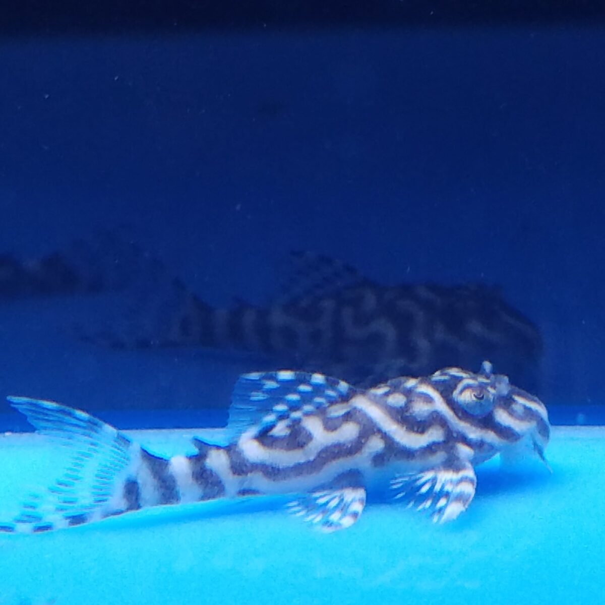 エントリーNO010