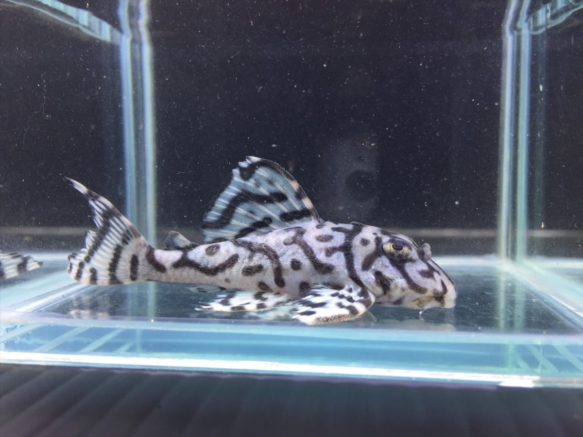 エントリーNO069