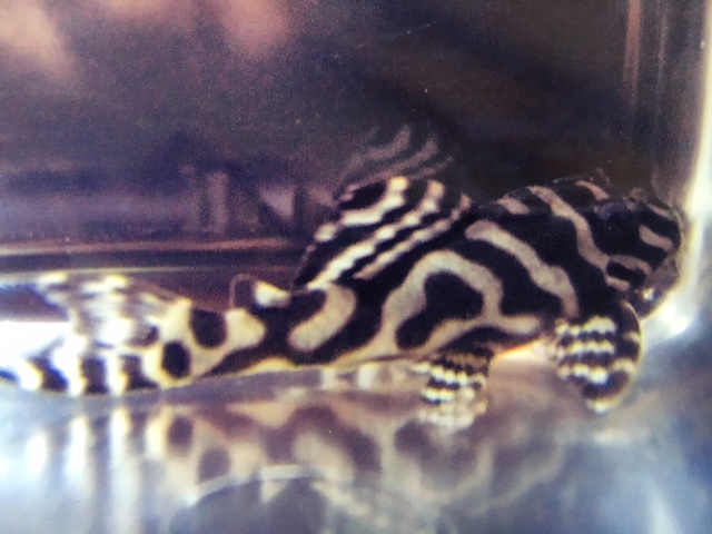 エントリーNO078