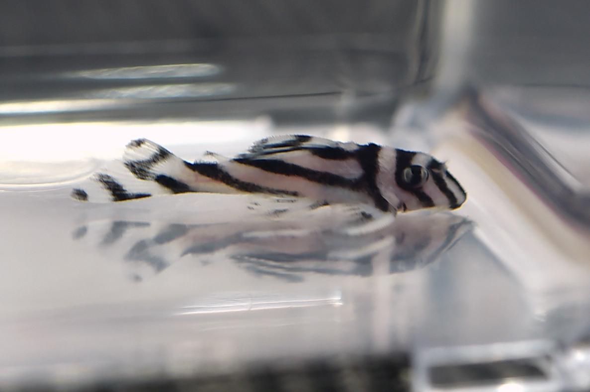 画像参加　エントリーNO027