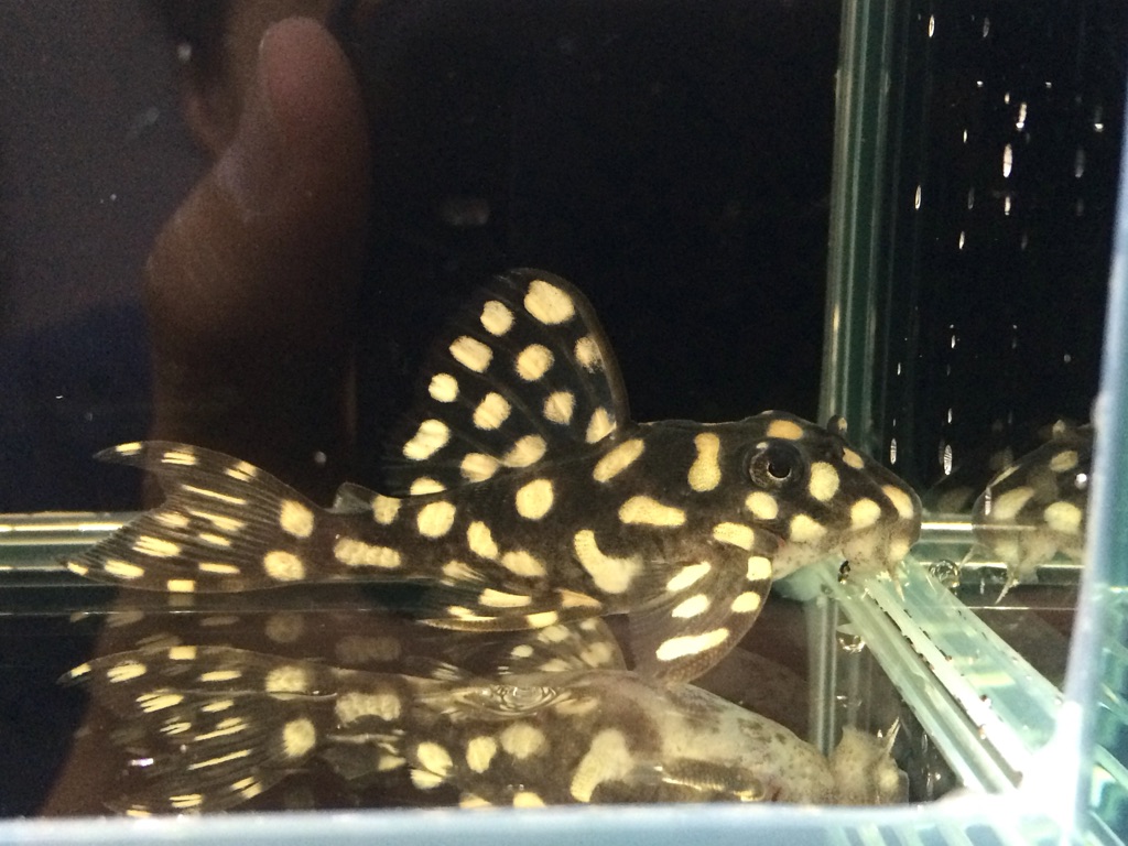 エントリーNO058