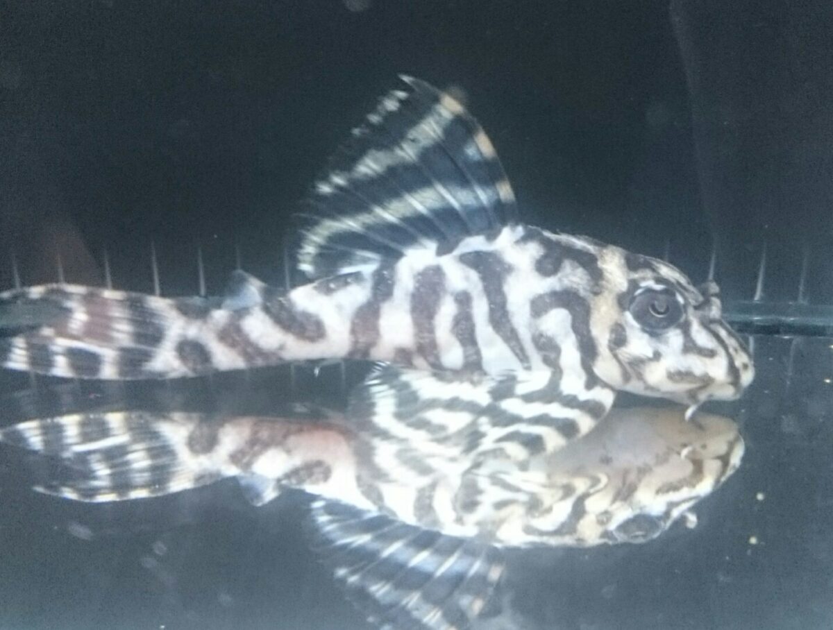 画像参加　エントリーNO015