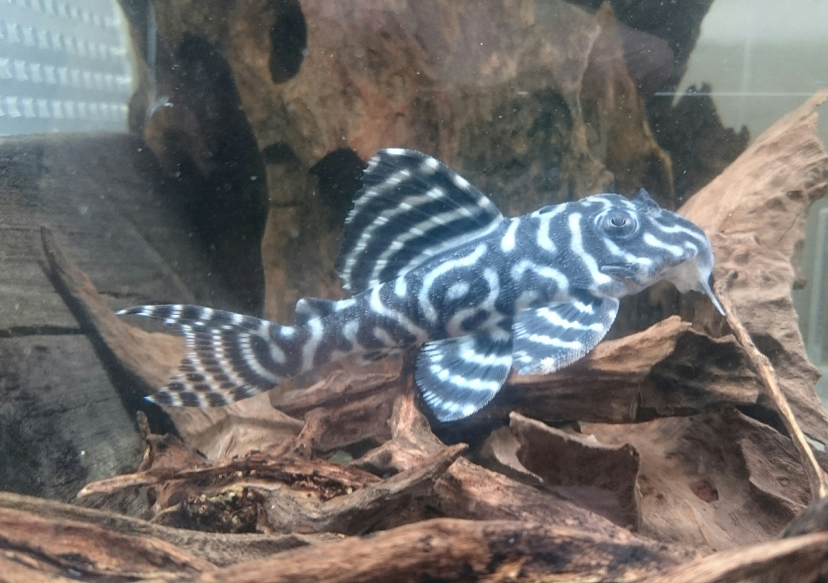 エントリーNO119