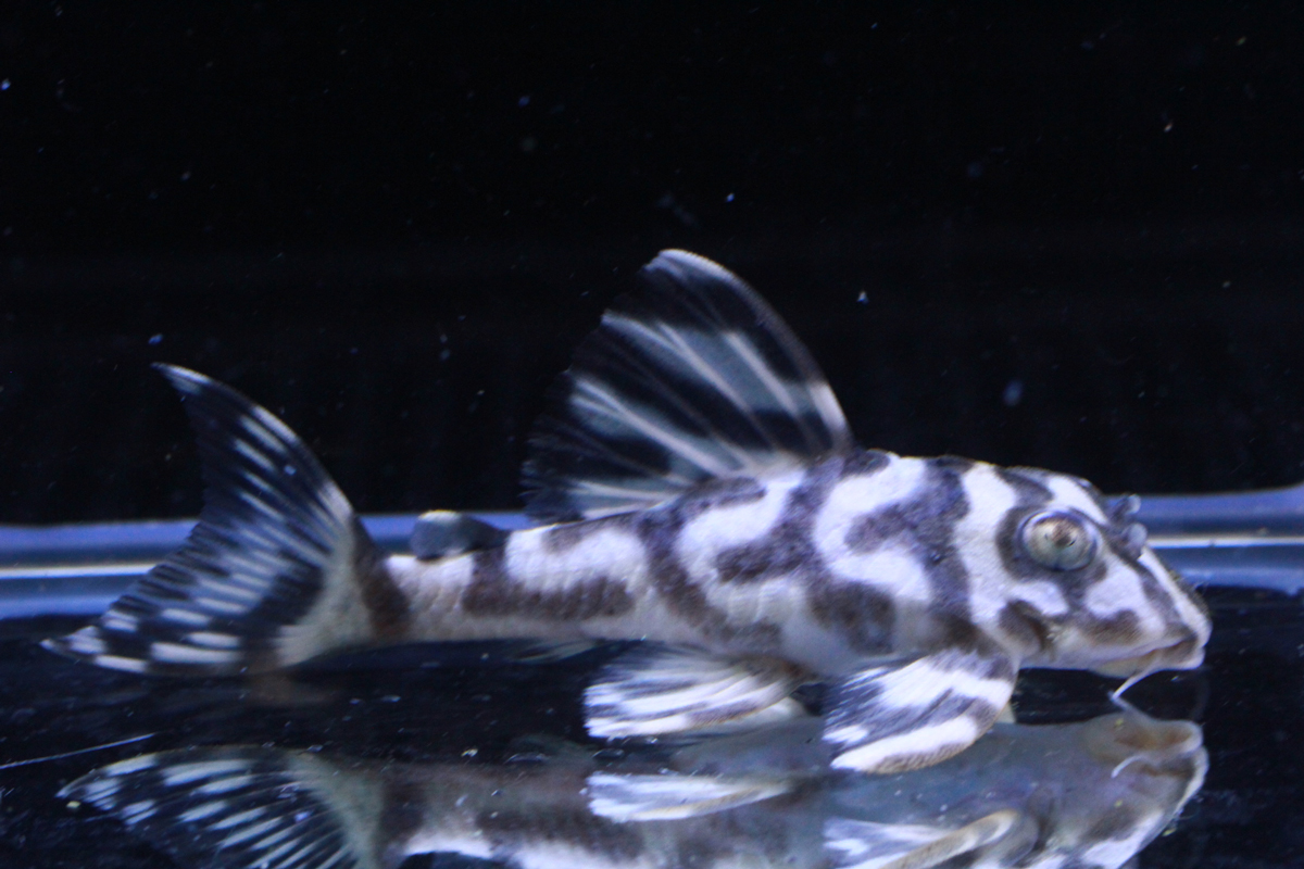 画像参加　エントリーNO073