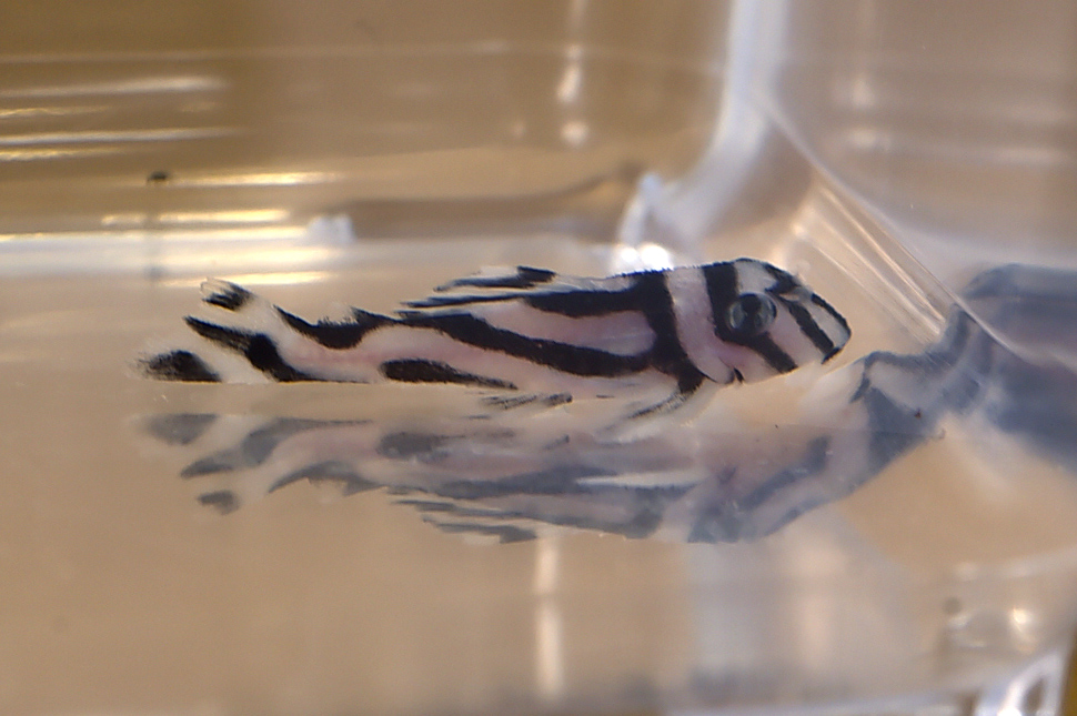 画像参加　エントリーNO028