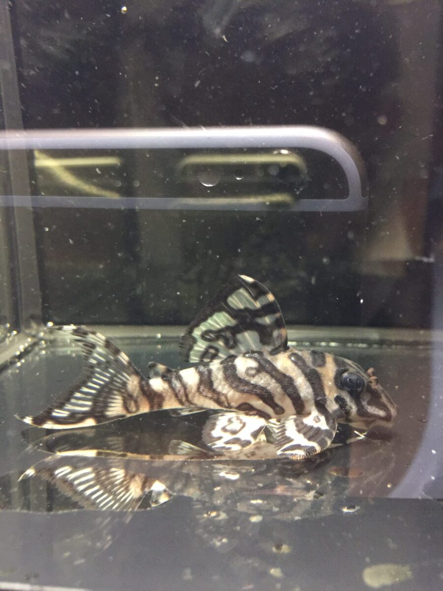 エントリーNO038