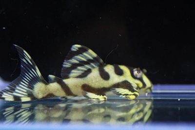 画像参加　エントリーNO029