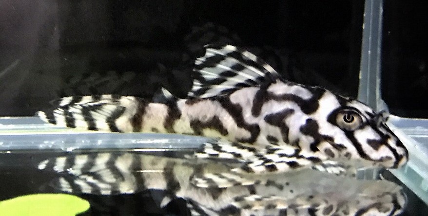 画像参加　エントリーNO047