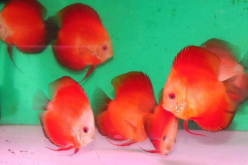 送料梱包料無料】レッドメロン2匹セット【サマーセール】 - 熱帯魚のmishima