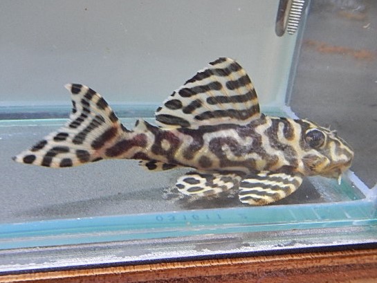 エントリーNO029