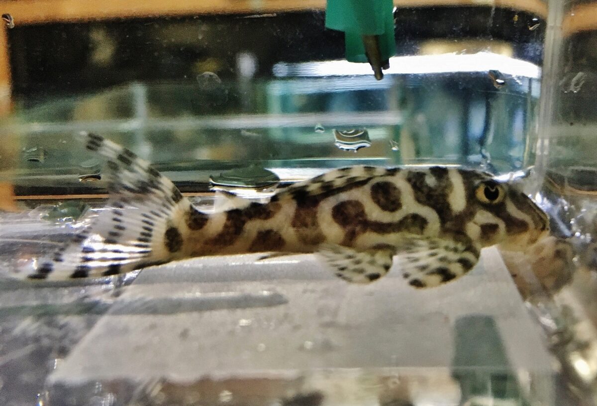 画像参加　エントリーNO064