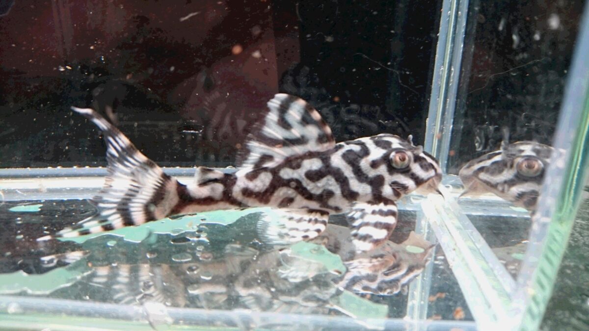 画像参加　エントリーNO036