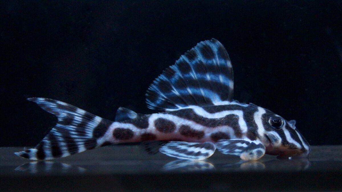 画像参加　エントリーNO052