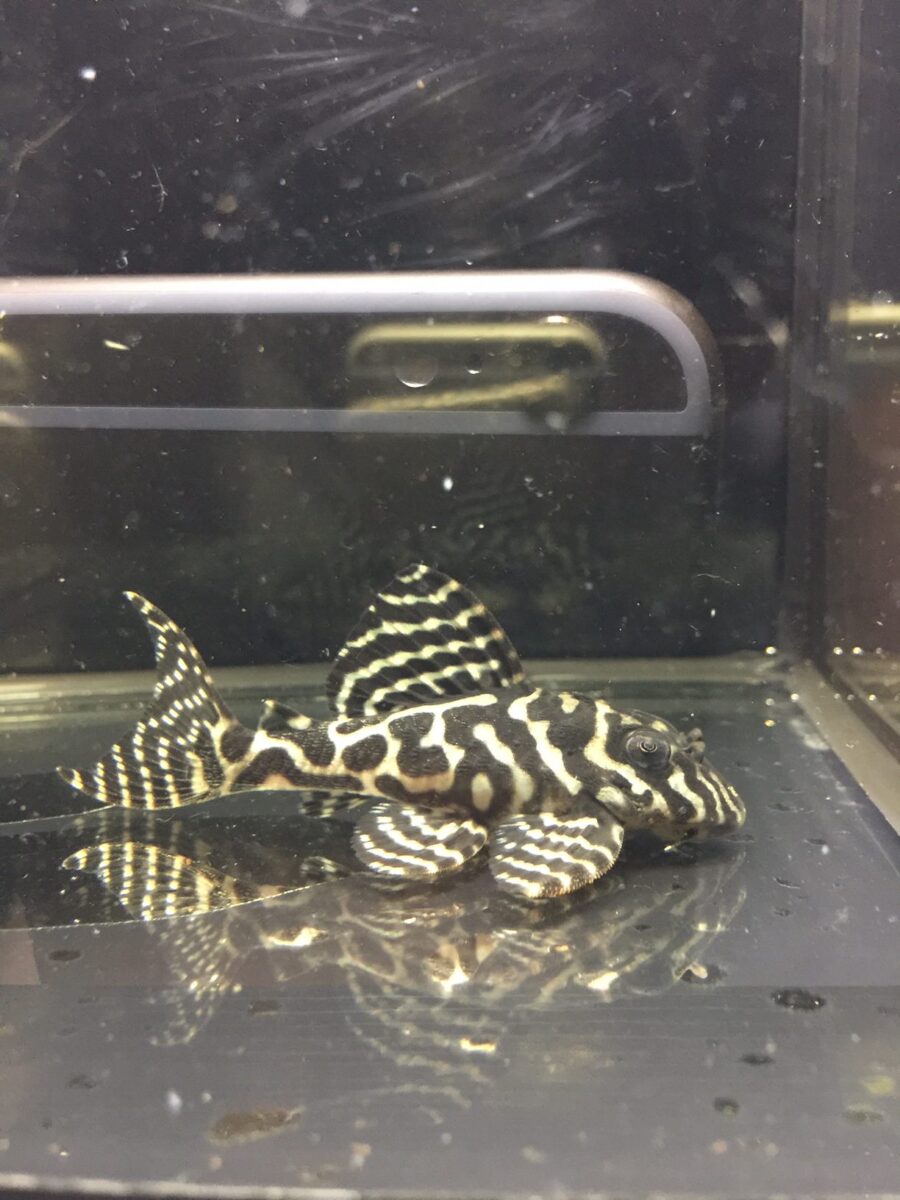 エントリーNO039