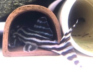 インペリアルゼブラプレコの繁殖｜高岡店ブログ - 熱帯魚のmishima