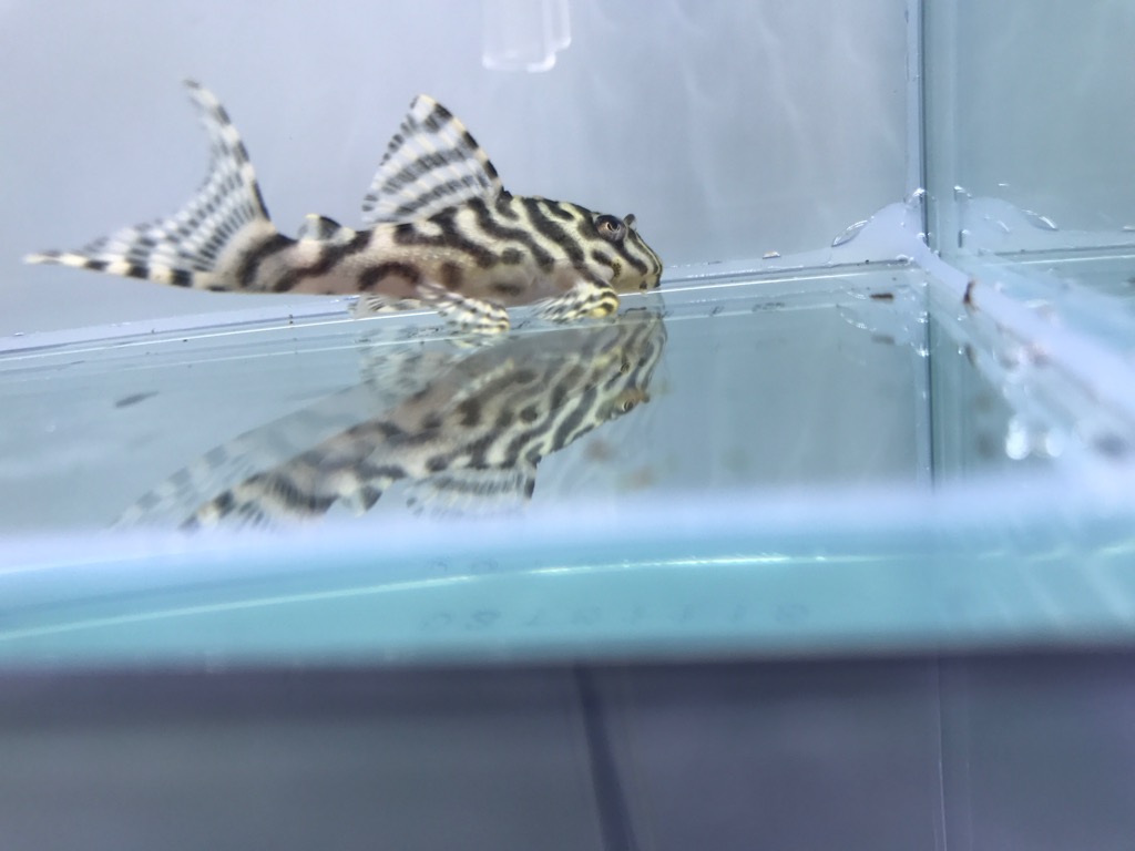 画像参加　エントリーNO013