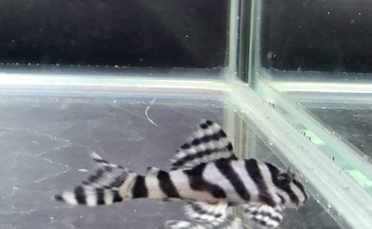 エントリーNO047