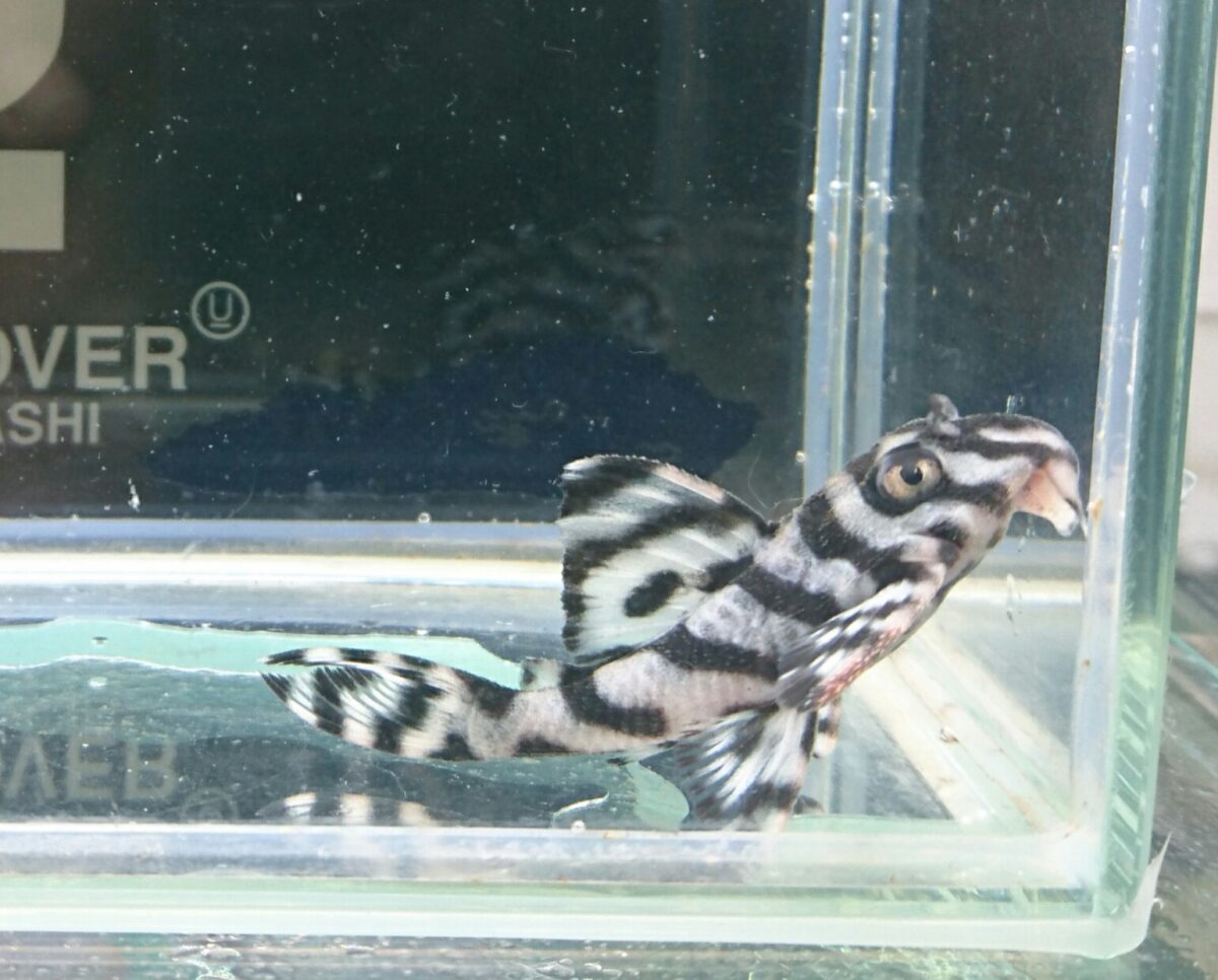 エントリーNO079