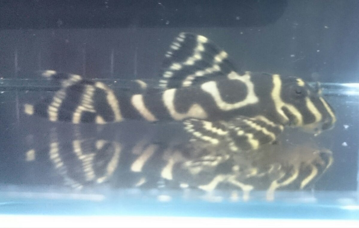 エントリーNO050