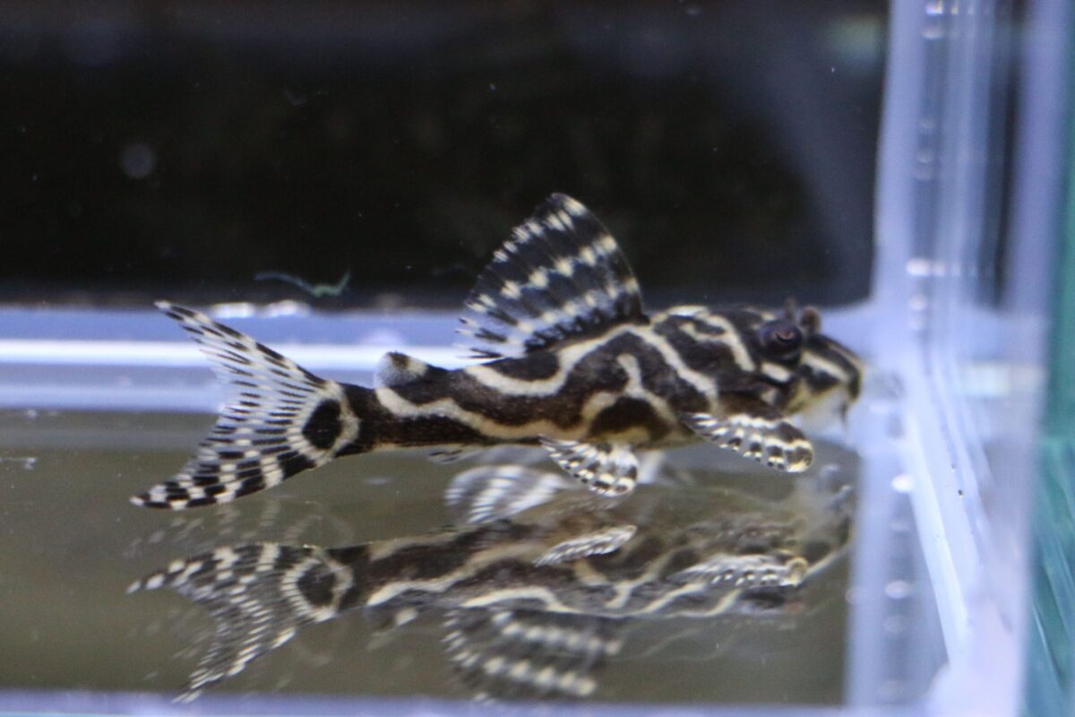 エントリーNO107