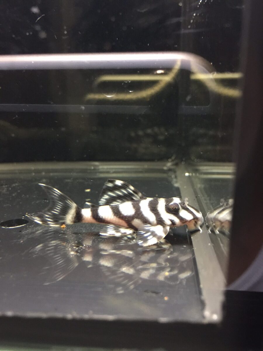 エントリーNO040