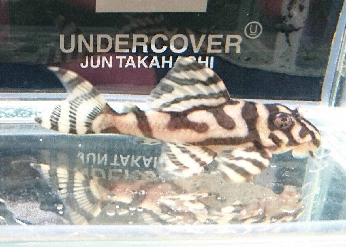 エントリーNO081