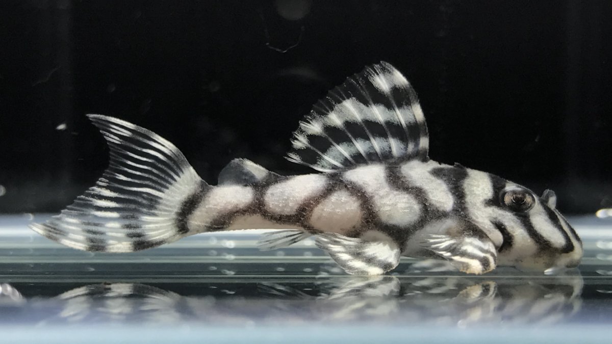 エントリーNO123