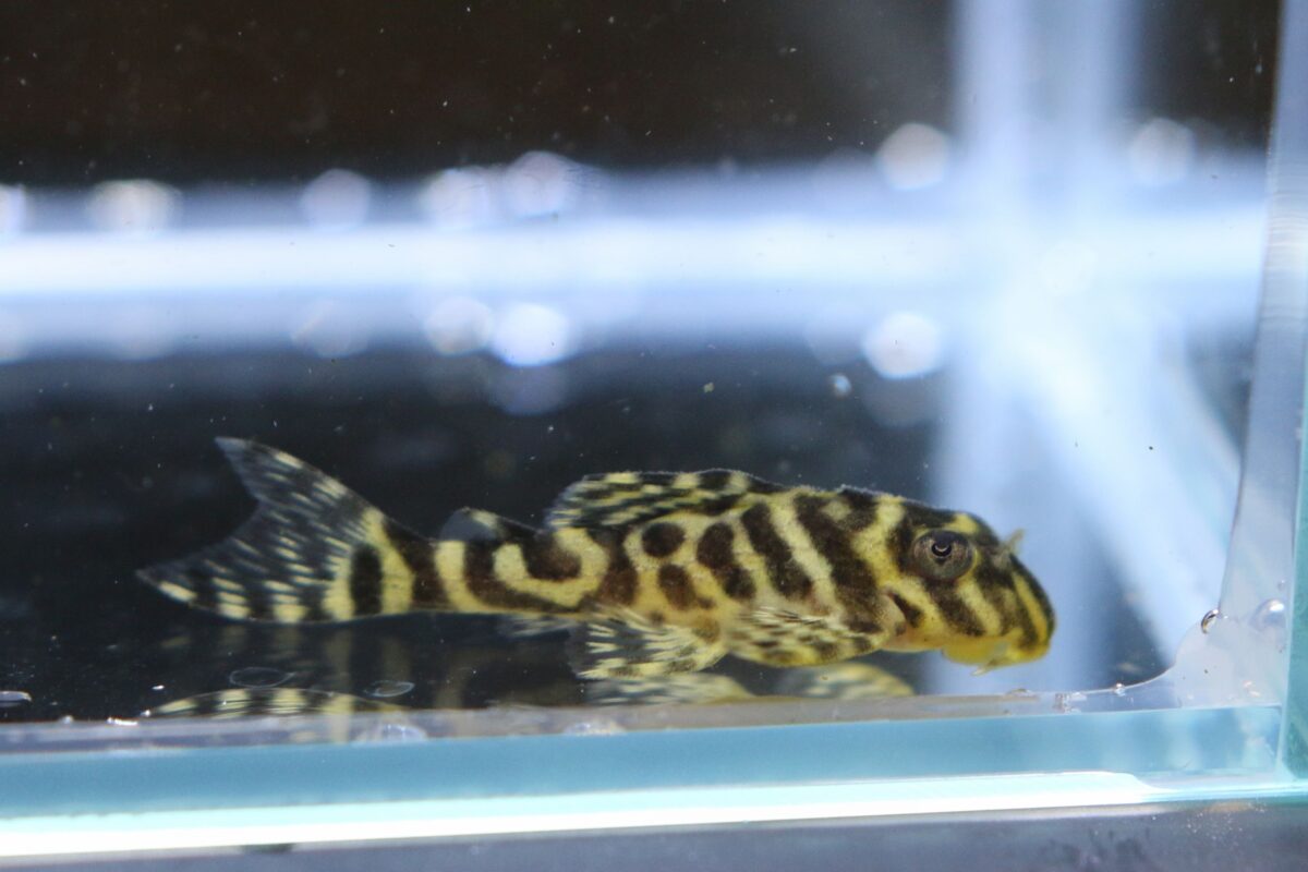 エントリーNO108