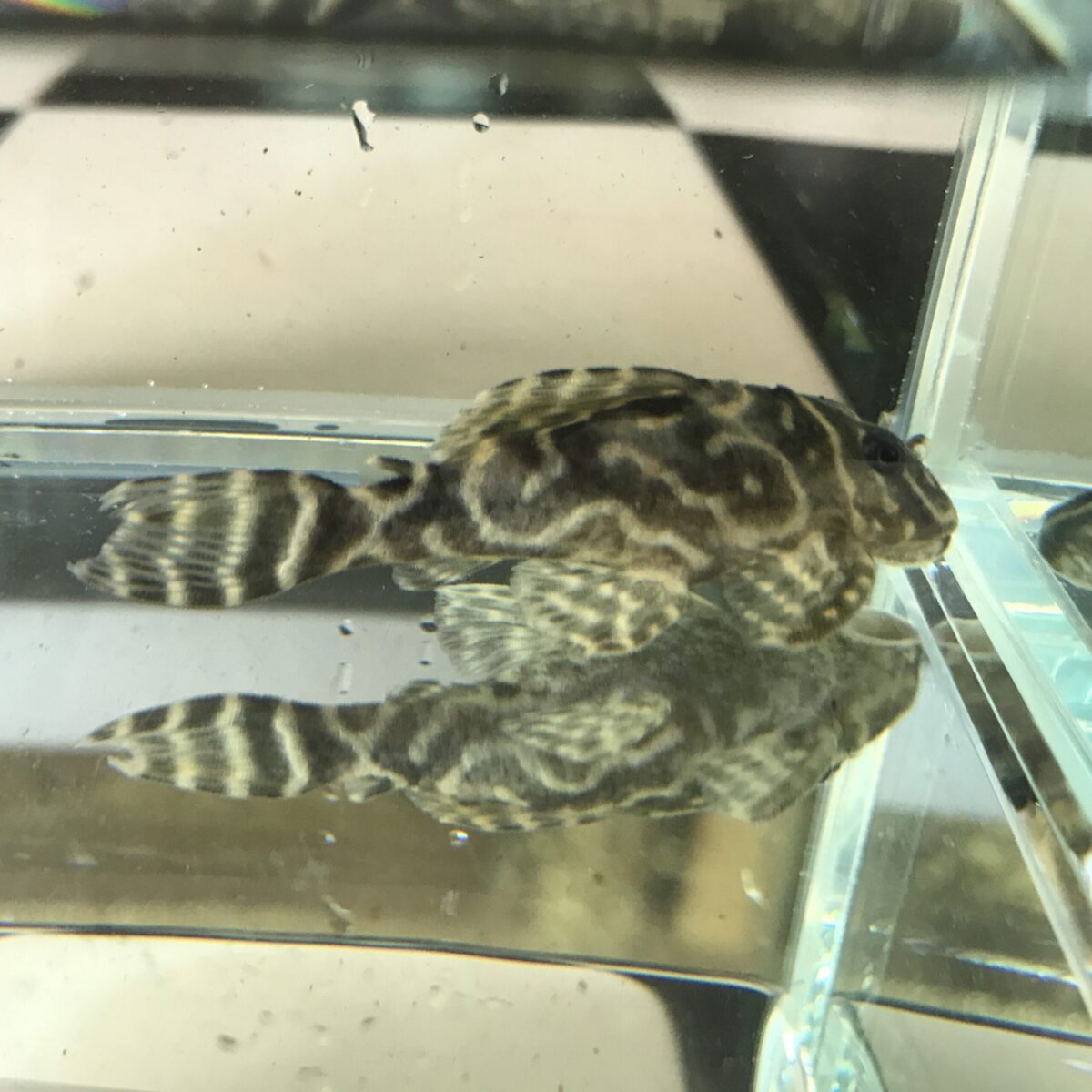 エントリーNO055