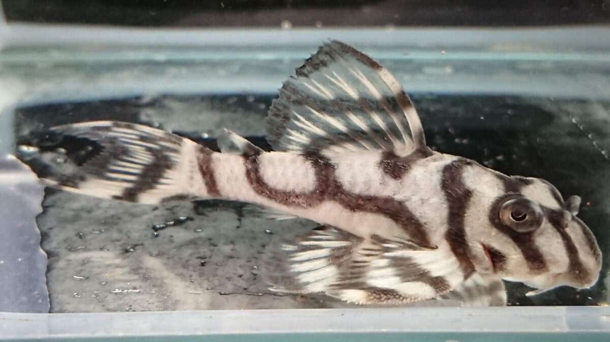 エントリーNO008