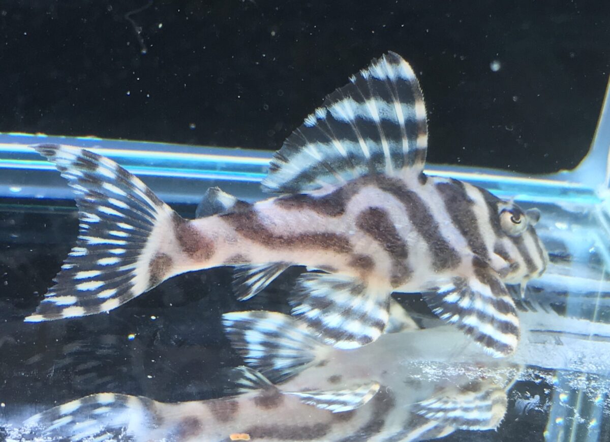 エントリーNO045