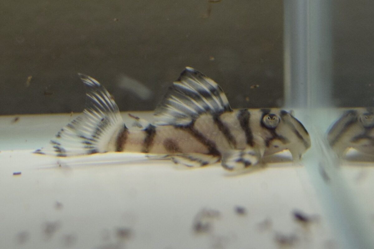 画像参加　エントリーNO016