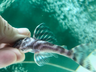 今日の新着魚