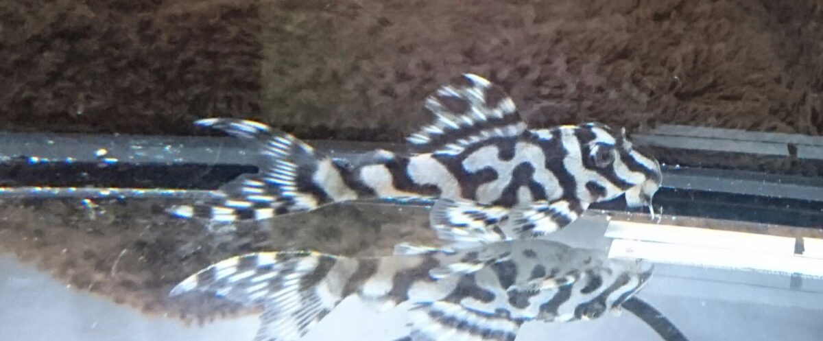 エントリーNO080