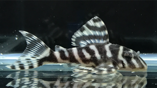 エントリーNO007