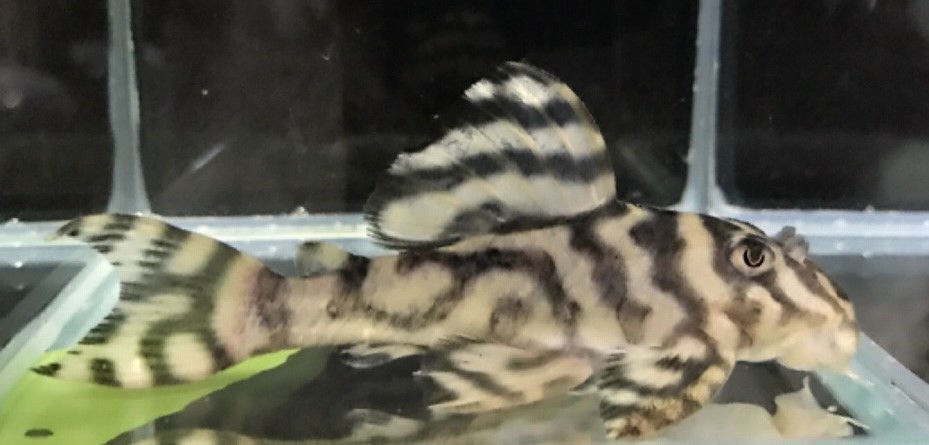 画像参加　エントリーNO046