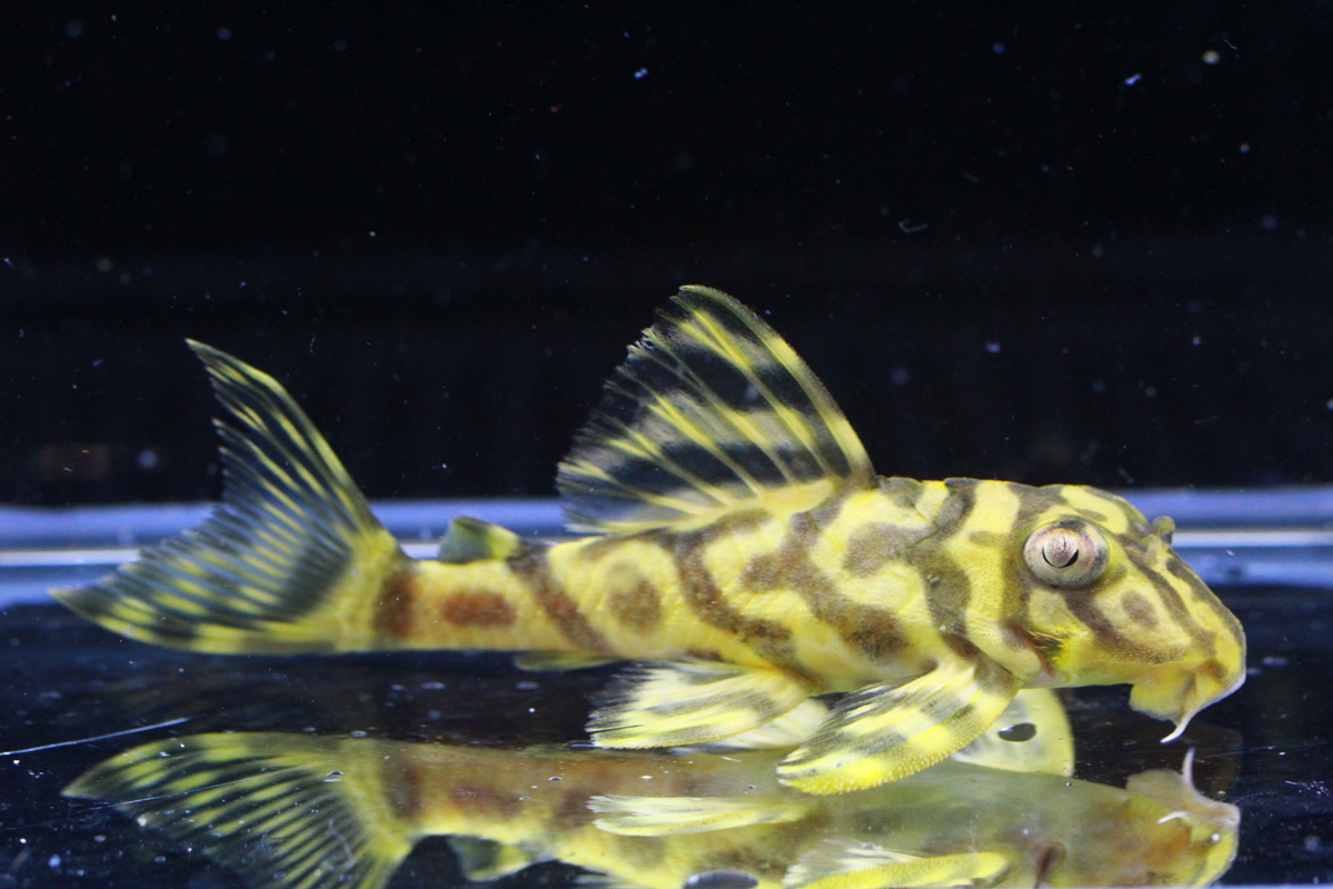 画像参加　エントリーNO072