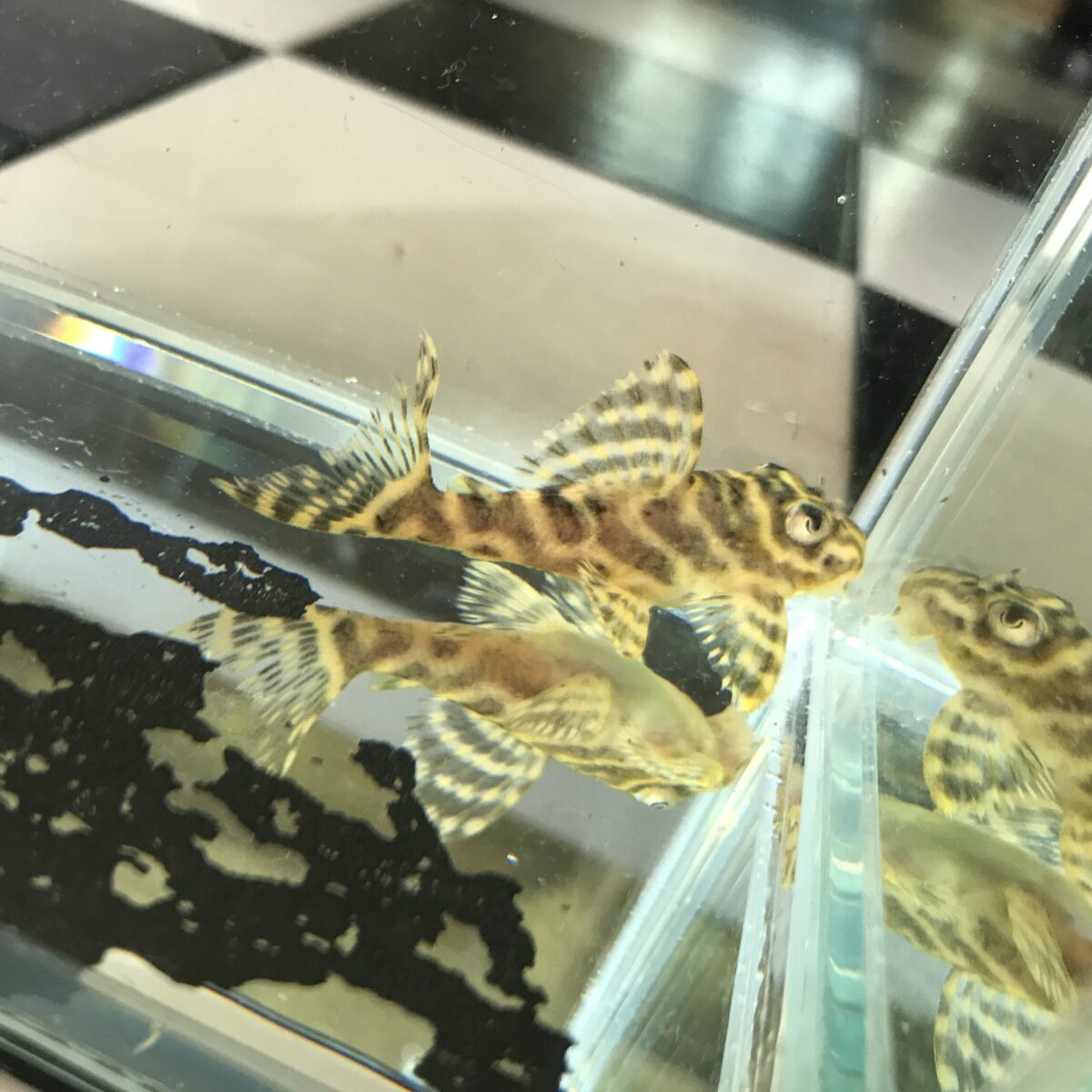 エントリーNO051