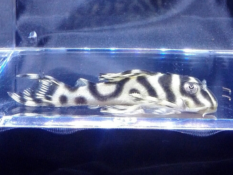 画像参加　エントリーNO063