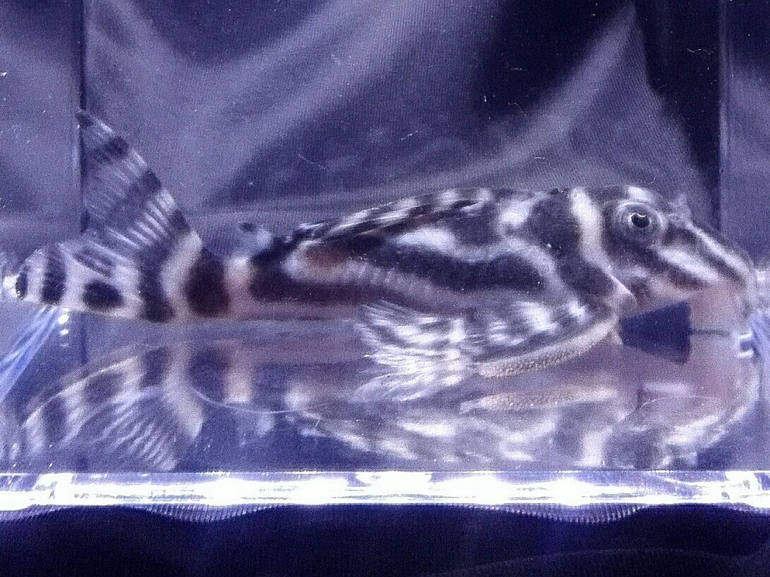 画像参加　エントリーNO059