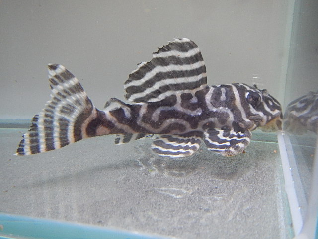 エントリーNO033