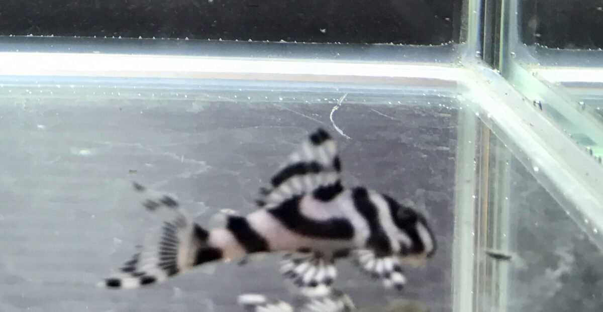 エントリーNO046