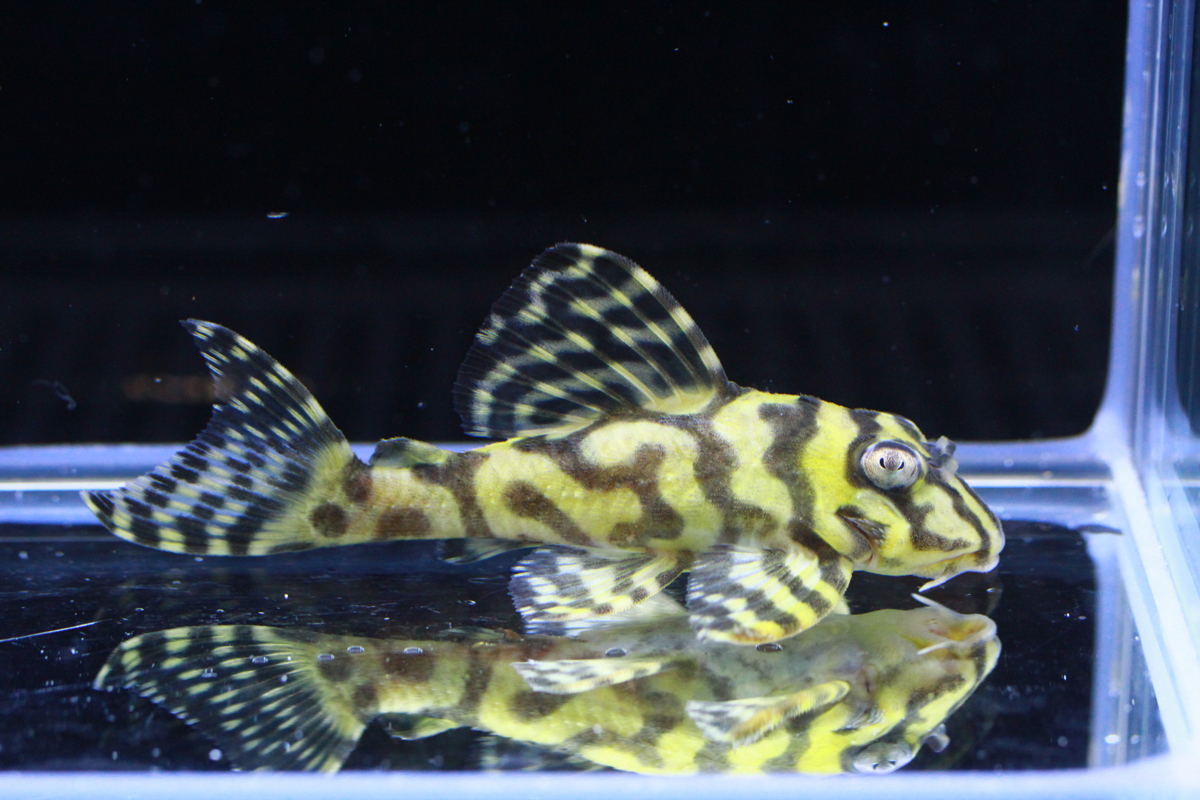 画像参加　エントリーNO074