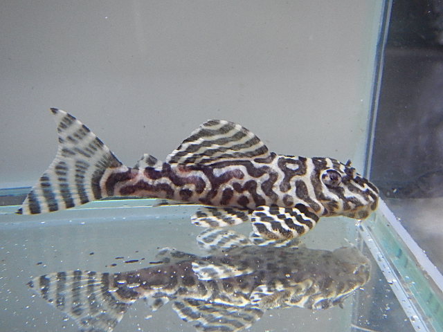 エントリーNO028